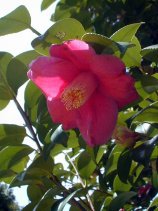 Dscn048s.jpg (12311 �o�C�g)