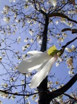 kobushi45s.JPG (15070 �o�C�g)