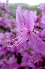 mitsuba03s.JPG (9844 �o�C�g)