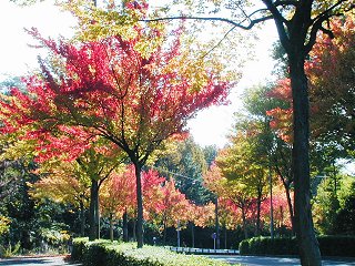 Dscn0026m.jpg (42542 �o�C�g)