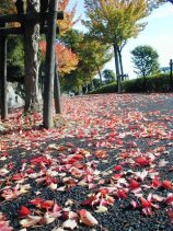 Dscn008s.jpg (18075 �o�C�g)