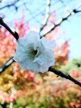 Dscn020s.jpg (10461 �o�C�g)