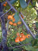 Dscn031s.jpg (13396 �o�C�g)