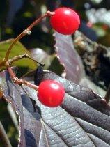 Dscn045s.jpg (11747 �o�C�g)