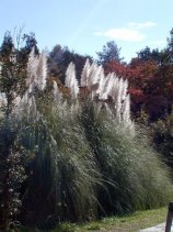 Dscn054s.jpg (11379 �o�C�g)