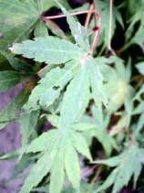 Dscn0045.jpg (11890 �o�C�g)