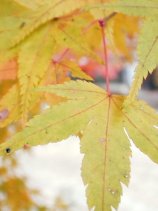 Dscn041s.jpg (7742 �o�C�g)