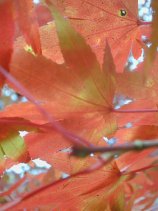 Dscn065s.jpg (9219 �o�C�g)