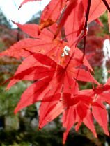 Dscn073s.jpg (10525 �o�C�g)