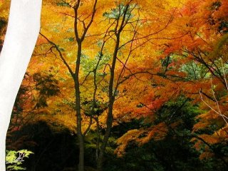 Dscn1088m.jpg (29312 �o�C�g)