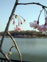 nekogahora044s.jpg (8949 �o�C�g)