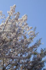 sakura097s.jpg (13710 �o�C�g)