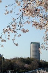 sakura103s.jpg (13308 �o�C�g)