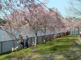 shidare079m.jpg (31813 �o�C�g)