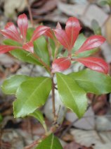 Dscn0018s.jpg (9698 �o�C�g)