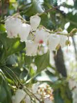 ashibi011s.JPG (10785 �o�C�g)