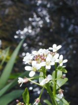 hatazao028s.jpg (10236 �o�C�g)