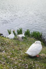 jokoji050s.jpg (13691 �o�C�g)