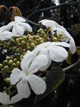 mushikari019s.jpg (10553 �o�C�g)