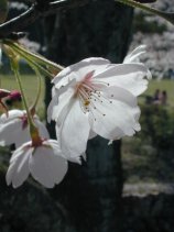 sakura041s.jpg (8706 �o�C�g)