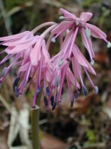 shojobakama016s.JPG (10583 �o�C�g)