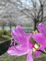 tsutsuji045s.jpg (9208 �o�C�g)