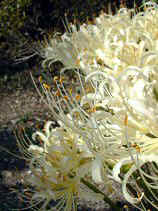 DSCN6086s.JPG (27173 �o�C�g)