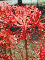 DSCN6108s.JPG (30877 �o�C�g)