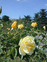 DSCN6109s.JPG (25678 �o�C�g)