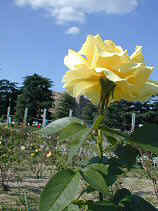 DSCN6110s.JPG (22010 �o�C�g)