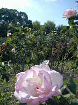 DSCN6119s.JPG (25672 �o�C�g)