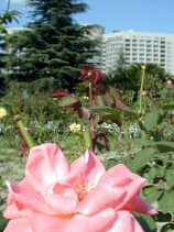 Image6117s.jpg (12812 �o�C�g)