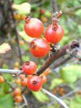 DSCN0023s.JPG (20841 �o�C�g)