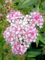 DSCN0024s.JPG (27046 �o�C�g)