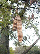 DSCN0025s.JPG (30656 �o�C�g)