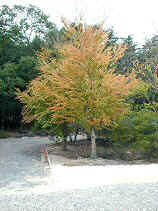 DSCN0028s.JPG (24954 �o�C�g)