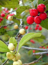 DSCN0031s.JPG (21155 �o�C�g)