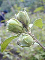 DSCN0033s.JPG (19185 �o�C�g)