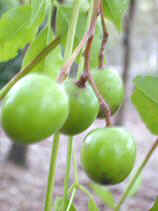 DSCN0046s.JPG (17222 �o�C�g)