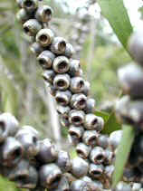 brush019s.JPG (21956 �o�C�g)