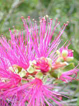 brush022s.JPG (25314 �o�C�g)