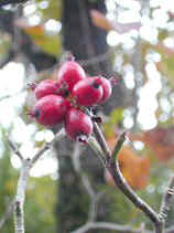 hanamizuki040s.JPG (20225 �o�C�g)