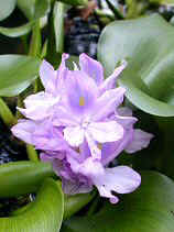 hoteaoi059s.JPG (21591 �o�C�g)