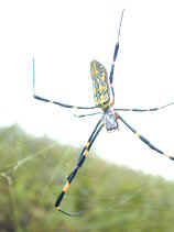 jorou004s.JPG (11674 �o�C�g)