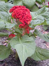 keitou002s.JPG (24464 �o�C�g)