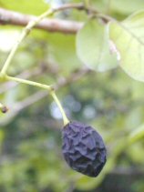 �ЂƂ΂����̎�