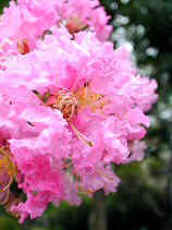 sarusuberi038s.JPG (21057 �o�C�g)