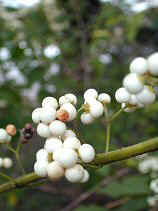 shikibu044s.JPG (18757 �o�C�g)