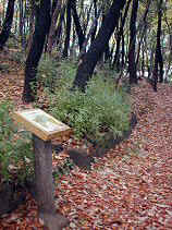 chaya018s.JPG (77507 �o�C�g)