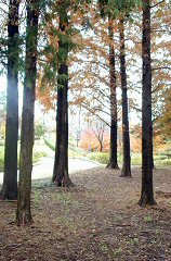 chaya033s.jpg (20021 �o�C�g)